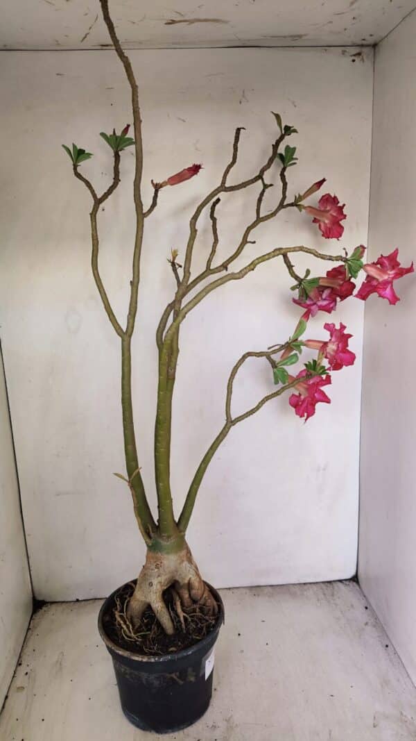 Planta Dobrada 3480 – 35cm – 03 anos - Imagem 7