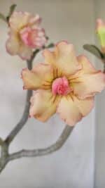 Planta Dobrada 3482 – 45cm – 04 anos