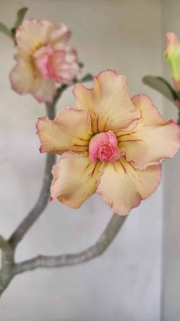 Planta Dobrada 3482 – 45cm – 04 anos - Imagem 1