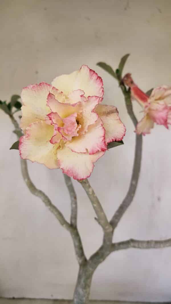 Planta Dobrada 3482 – 45cm – 04 anos - Imagem 4