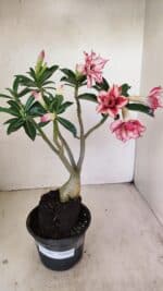 Planta Dobrada 3483 – 35cm – 03 anos - Imagem 2