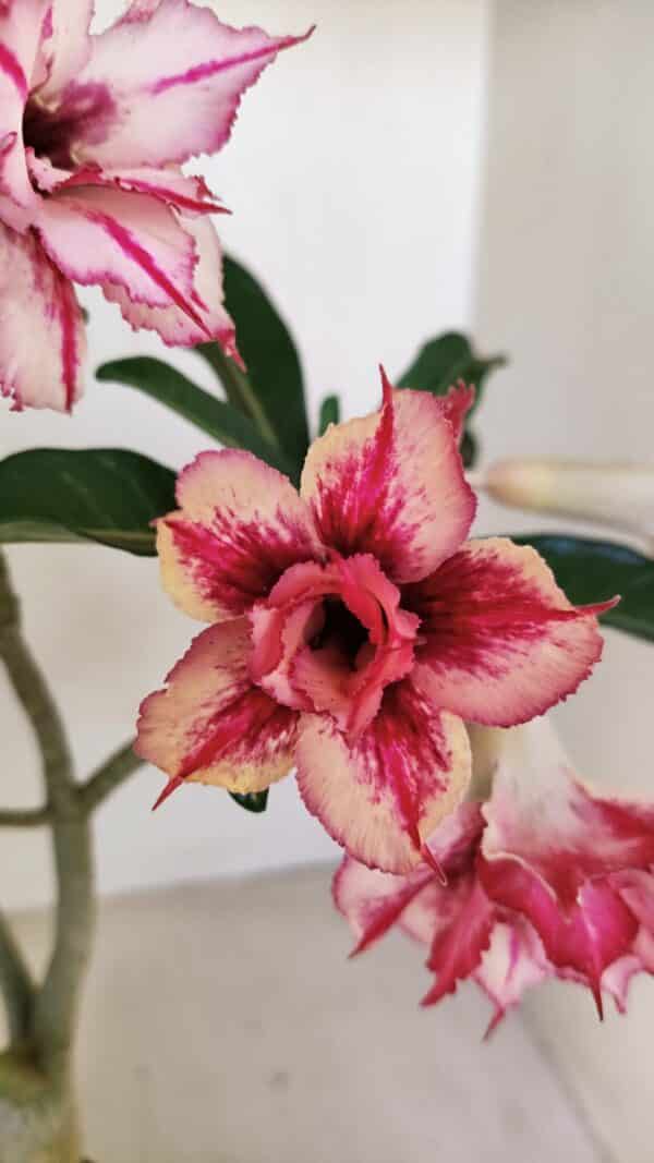 Planta Dobrada 3483 – 35cm – 03 anos - Imagem 1