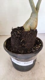 Planta Dobrada 3483 – 35cm – 03 anos - Imagem 7