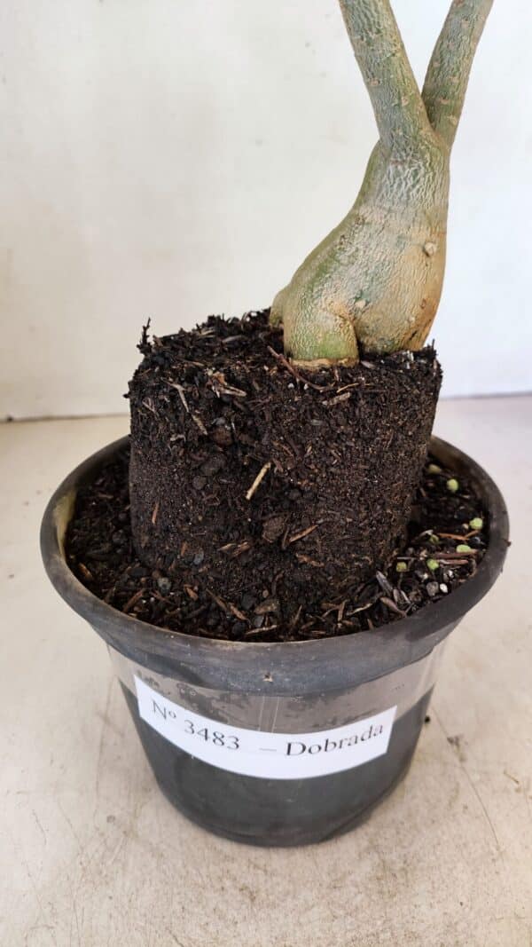 Planta Dobrada 3483 – 35cm – 03 anos - Imagem 7