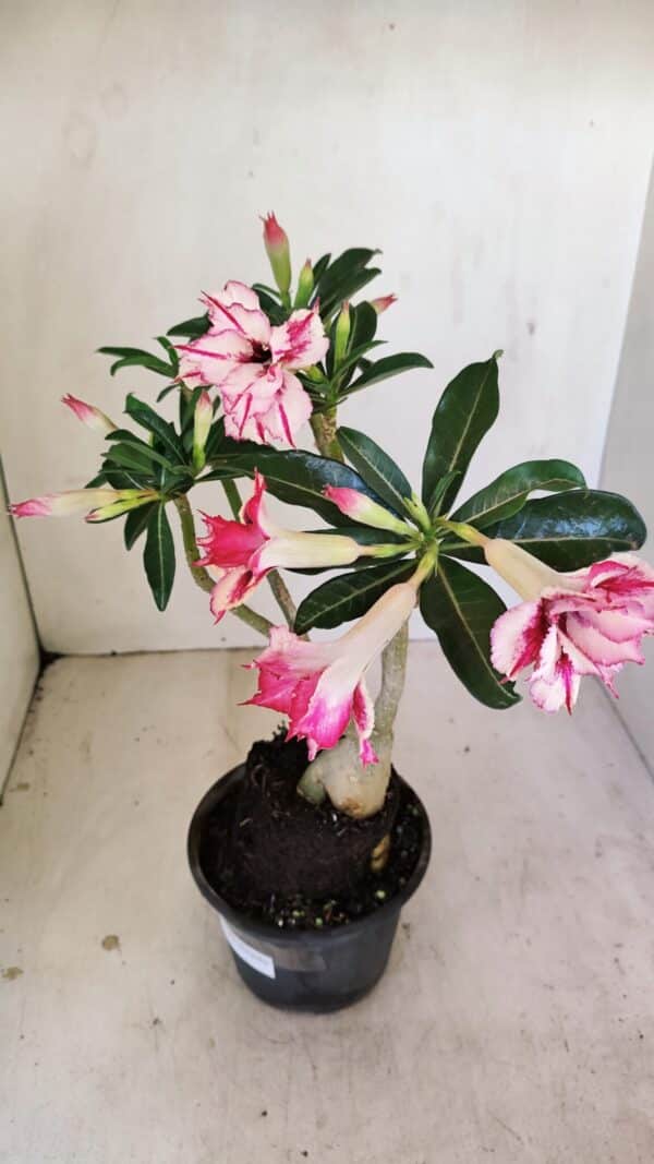 Planta Dobrada 3483 – 35cm – 03 anos - Imagem 6