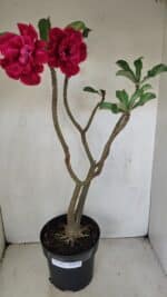 Planta Dobrada 3484 – 50cm – 04 anos - Imagem 2