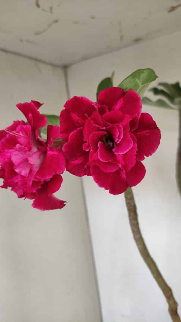 Planta Dobrada 3484 – 50cm – 04 anos - Imagem 1