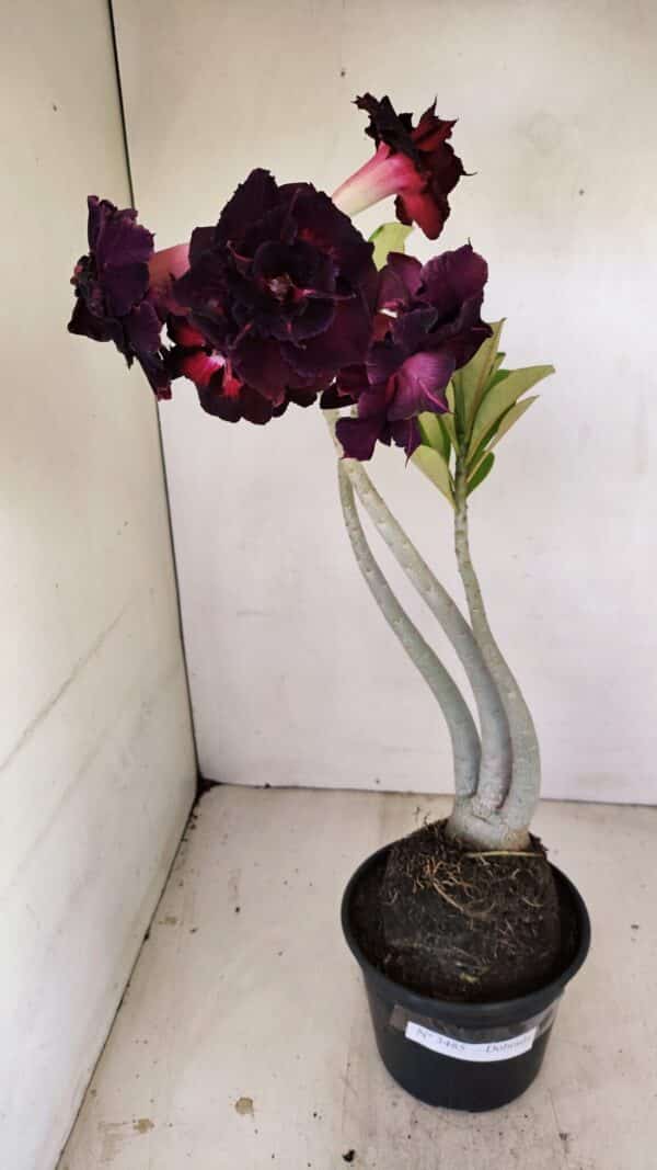 Planta Dobrada 3485 – 35cm – 03 anos - Imagem 2