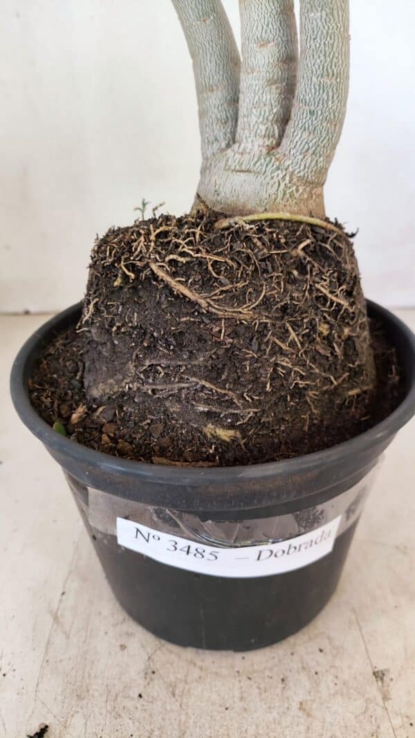 Planta Dobrada 3485 – 35cm – 03 anos - Imagem 8
