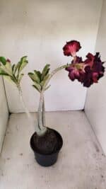 Planta Dobrada 3485 – 35cm – 03 anos - Imagem 5