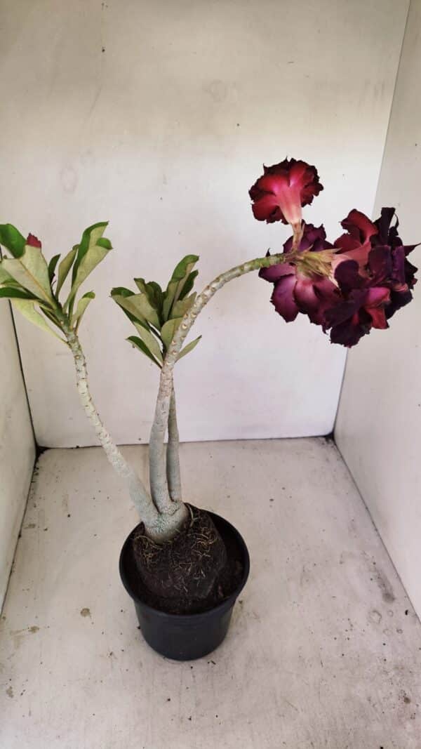 Planta Dobrada 3485 – 35cm – 03 anos - Imagem 5