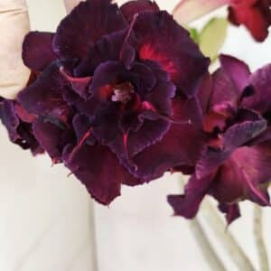 Planta Dobrada 3485 – 35cm – 03 anos