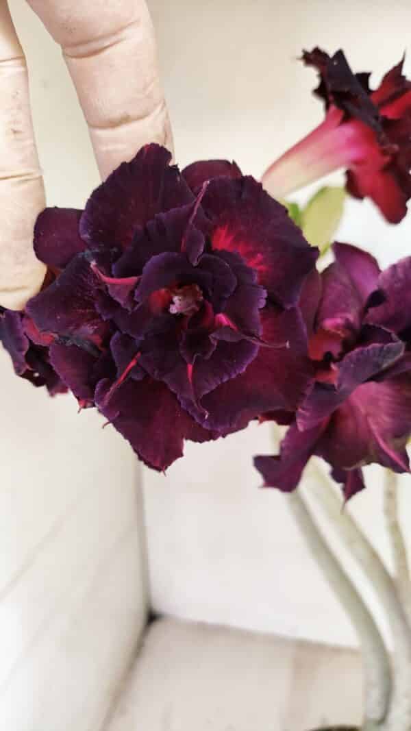 Planta Dobrada 3485 – 35cm – 03 anos - Imagem 1