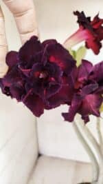 Planta Dobrada 3485 – 35cm – 03 anos - Imagem 3