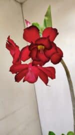 Planta Dobrada 3486 – 30cm – 02 anos