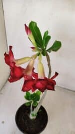 Planta Dobrada 3486 – 30cm – 02 anos - Imagem 7