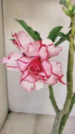 Planta Dobrada 3487 – 40cm – 03 anos - Imagem 4