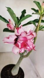 Planta Dobrada 3487 – 40cm – 03 anos