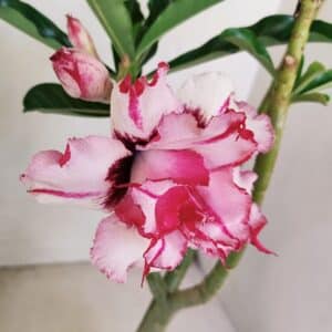 Planta Dobrada 3487 – 40cm – 03 anos