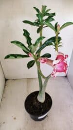 Planta Dobrada 3487 – 40cm – 03 anos - Imagem 7