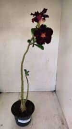 Planta Dobrada 3488 – 35cm – 03 anos - Imagem 2