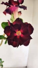 Planta Dobrada 3488 – 35cm – 03 anos