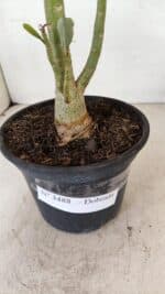 Planta Dobrada 3488 – 35cm – 03 anos - Imagem 6