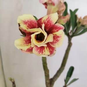 Planta Dobrada 3489 – 35cm – 03 anos