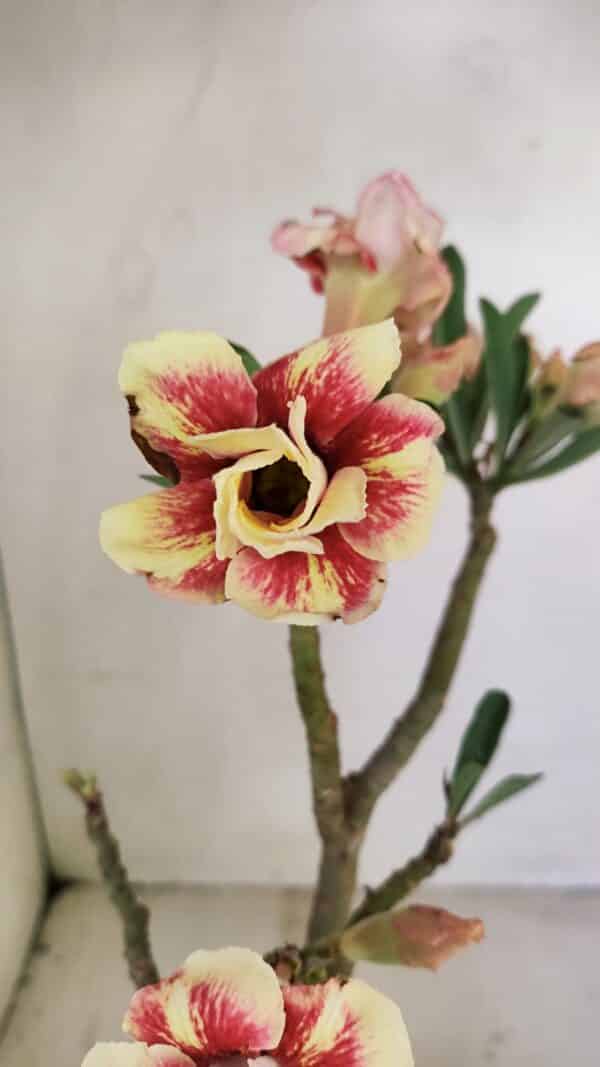 Planta Dobrada 3489 – 35cm – 03 anos - Imagem 1