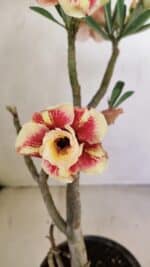 Planta Dobrada 3489 – 35cm – 03 anos - Imagem 4