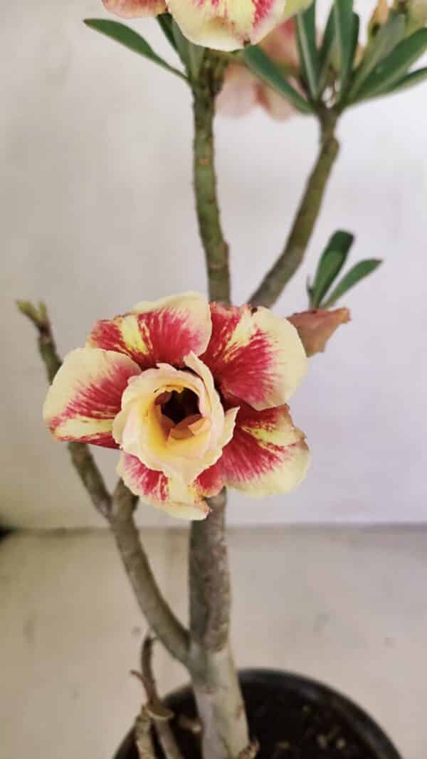 Planta Dobrada 3489 – 35cm – 03 anos - Imagem 4