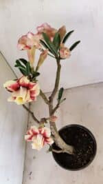 Planta Dobrada 3489 – 35cm – 03 anos - Imagem 5