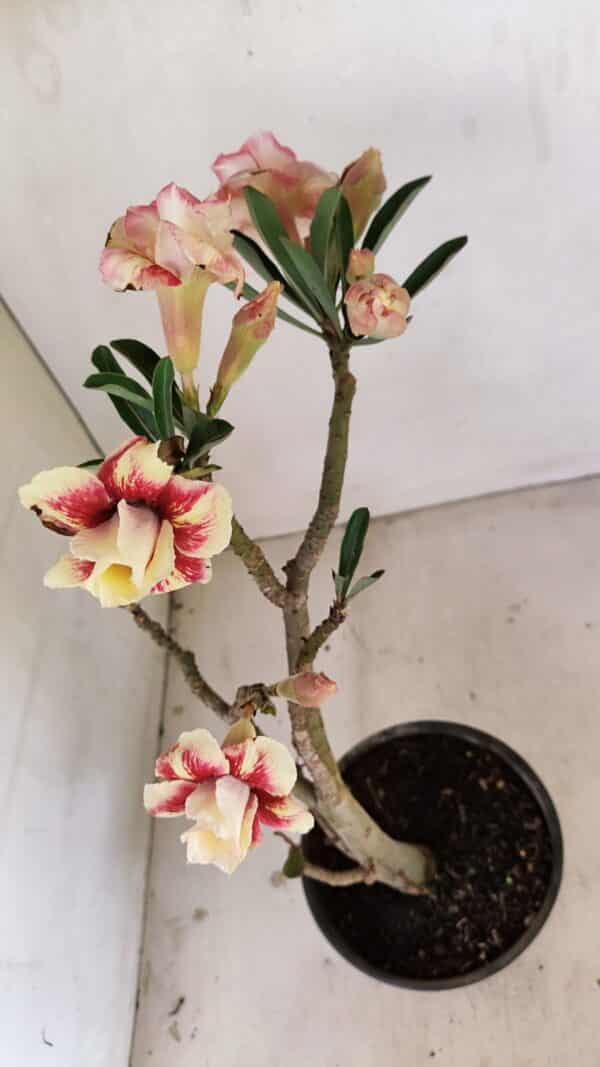Planta Dobrada 3489 – 35cm – 03 anos - Imagem 5