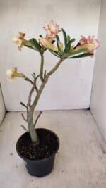 Planta Dobrada 3489 – 35cm – 03 anos - Imagem 7