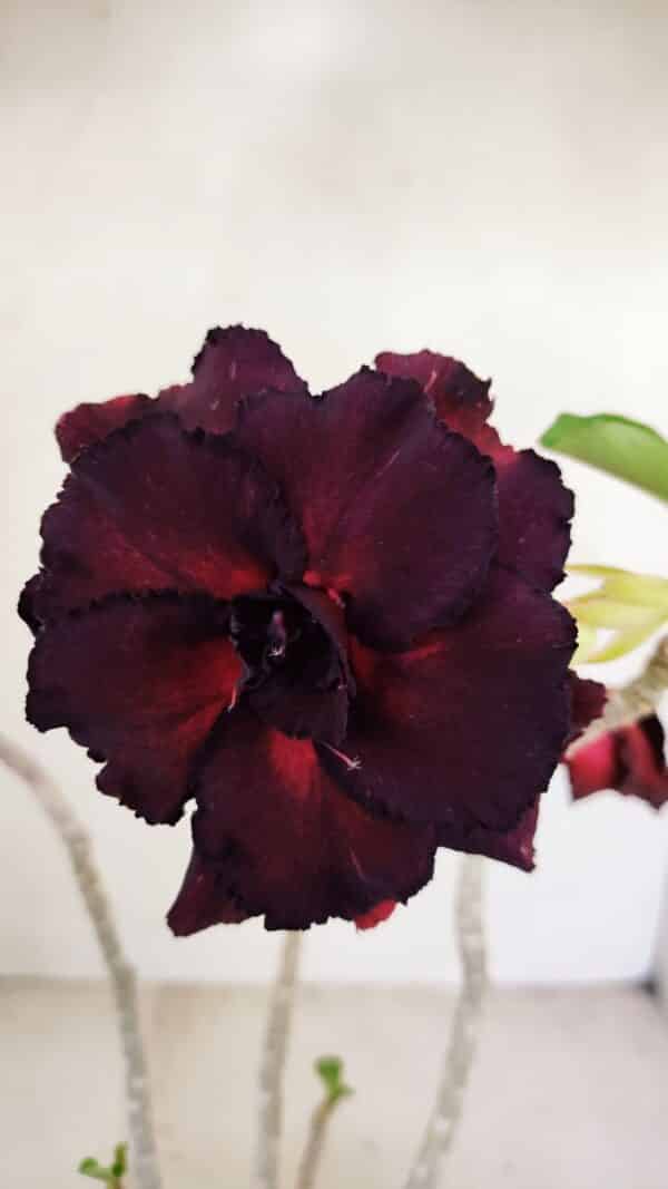 Planta Dobrada 3490 – 35cm – 03 anos - Imagem 1