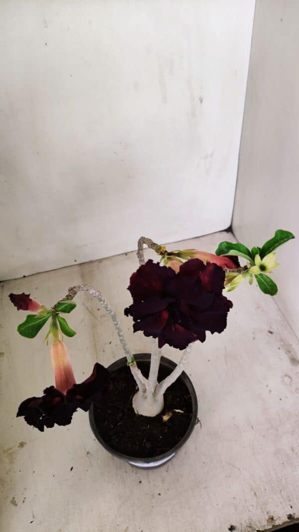 Planta Dobrada 3490 – 35cm – 03 anos - Imagem 4
