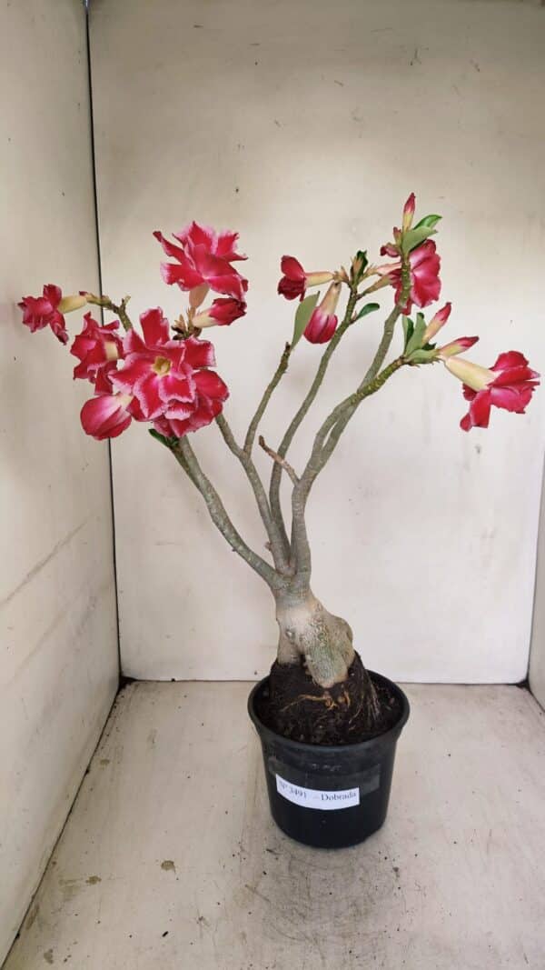 Planta Dobrada 3491 – 40cm – 03 anos - Imagem 2