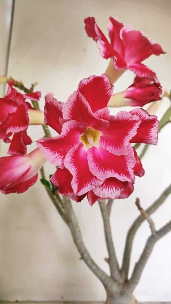 Planta Dobrada 3491 – 40cm – 03 anos - Imagem 1