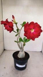 Planta Dobrada 3492 – 35cm – 03 anos