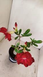 Planta Dobrada 3492 – 35cm – 03 anos - Imagem 5