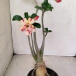 Planta Dobrada 3493 – 40cm – 03 anos