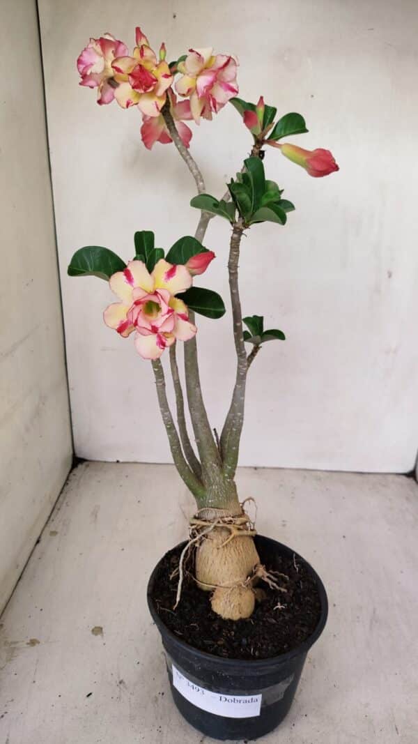 Planta Dobrada 3493 – 40cm – 03 anos - Imagem 1