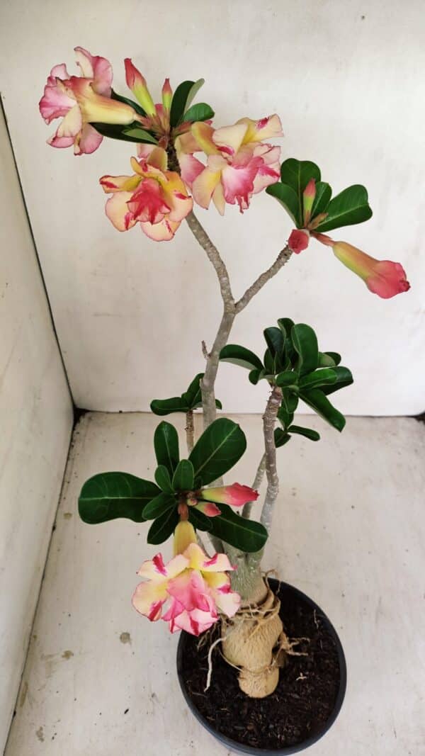 Planta Dobrada 3493 – 40cm – 03 anos - Imagem 5