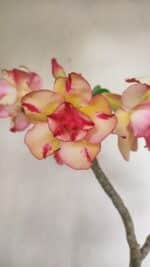 Planta Dobrada 3493 – 40cm – 03 anos - Imagem 3