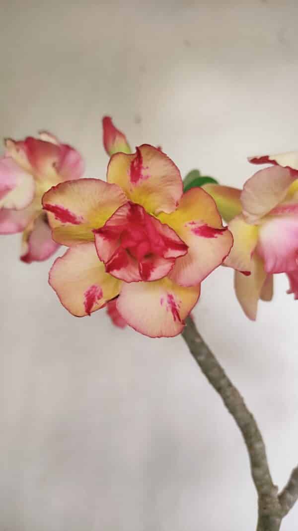 Planta Dobrada 3493 – 40cm – 03 anos - Imagem 3