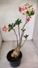 Planta Dobrada 3493 – 40cm – 03 anos - Imagem 8