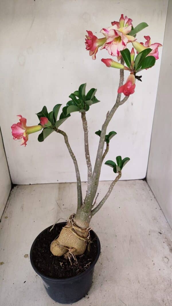 Planta Dobrada 3493 – 40cm – 03 anos - Imagem 8