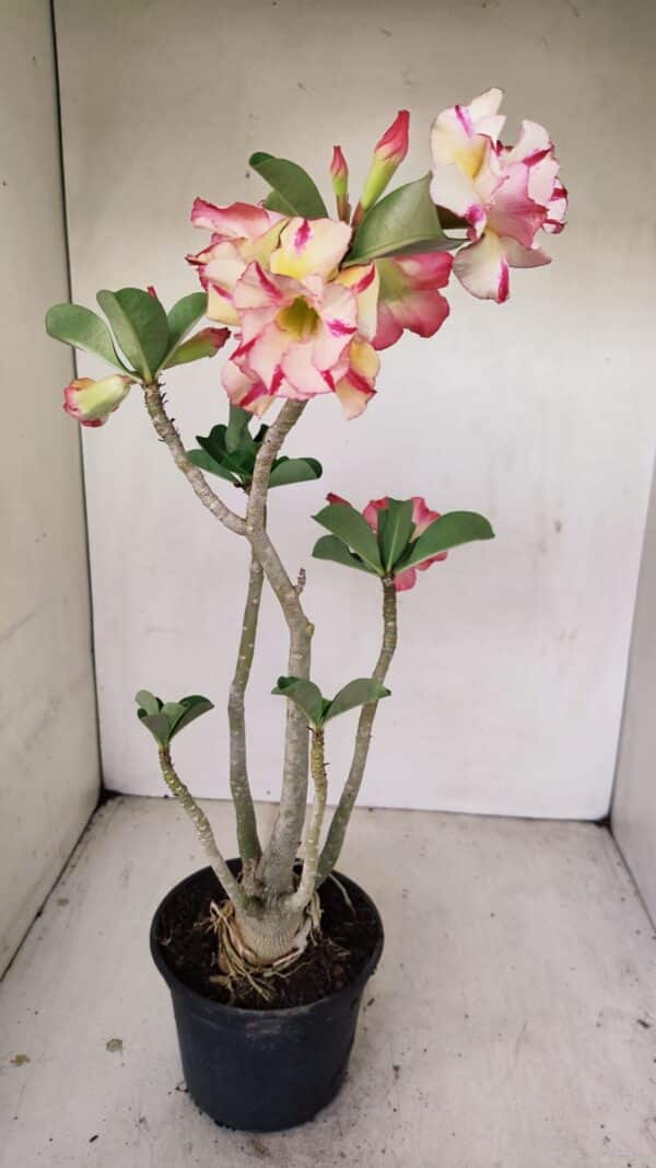 Planta Dobrada 3493 – 40cm – 03 anos - Imagem 7