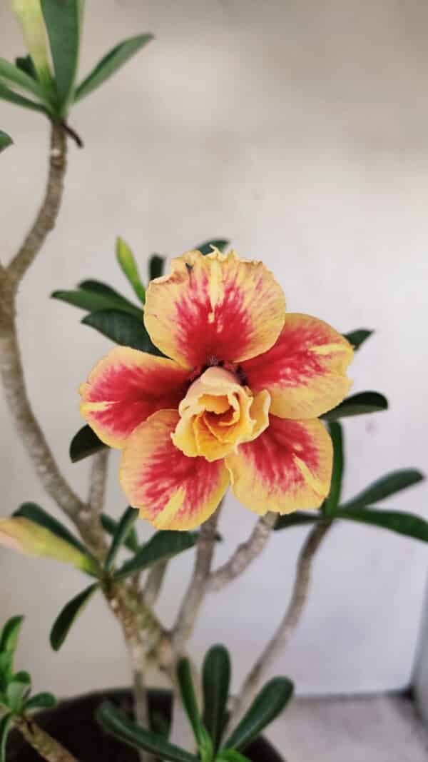 Planta Dobrada 3494 – 40cm – 03 anos - Imagem 1