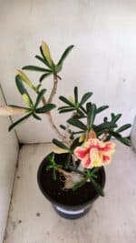 Planta Dobrada 3494 – 40cm – 03 anos - Imagem 4